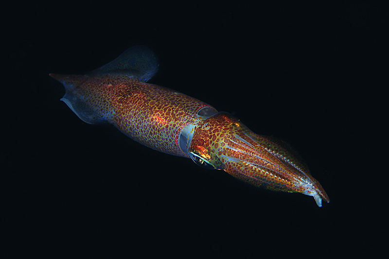 Loligo vulgaris